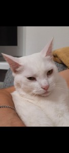 Создать мем: турецкая ангора кошка, кошка кошка, белая кошка