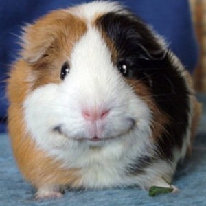 Create meme: hamster, Guinea pig