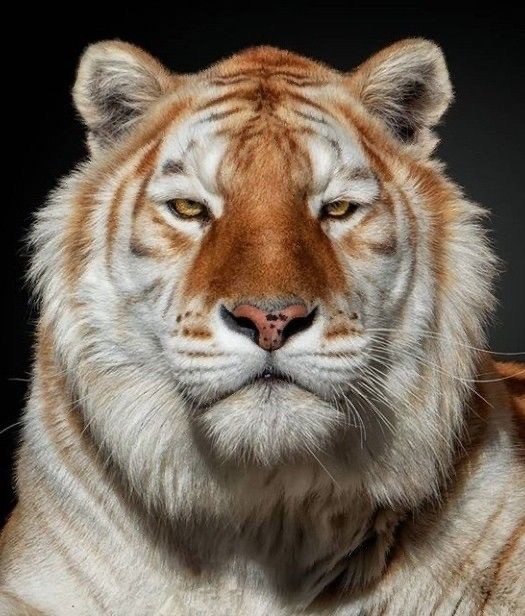 Создать мем: дикие животные, тигр портрет, тигр