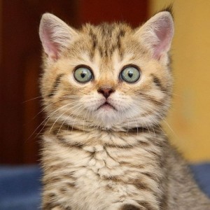 Create meme: funny cats, surprised kitty, the surprised cat