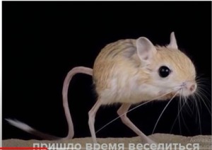 Create meme: jerboa