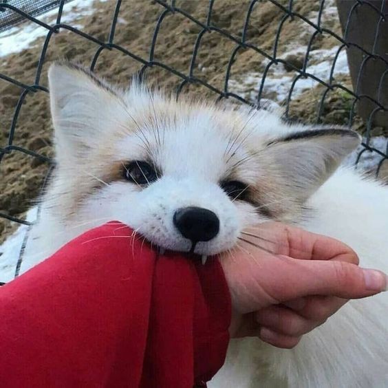Create meme: home Fox , Fox, cute little fox