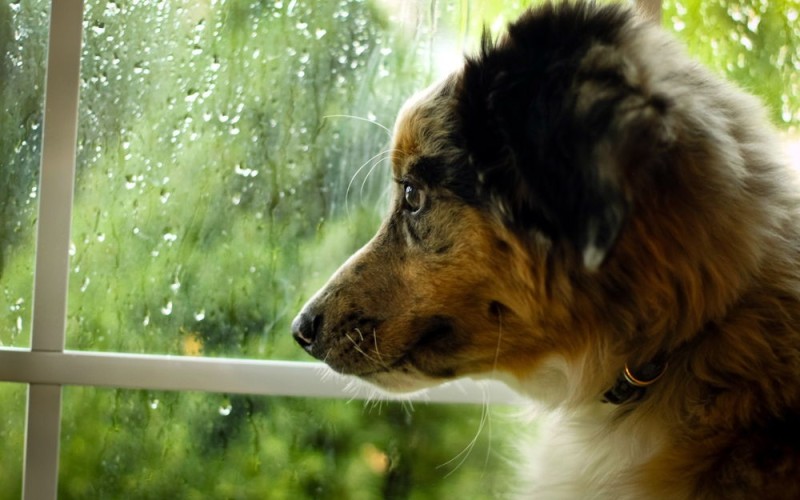 Создать мем: собака грустит, австралийская овчарка, собака под дождем
