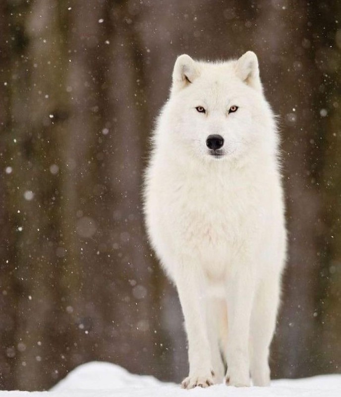 Создать мем: снежный волк, полярный волк, арктический волк
