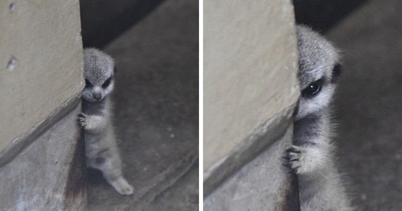 Create meme: little meerkat, meerkat or suricate, The meerkat is peeking out
