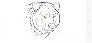 Create meme: a sketch of a bear, bear drawings, polar bear face sketch
