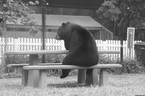 Create meme: bear, waiting for sanctions picture with the bear, bear