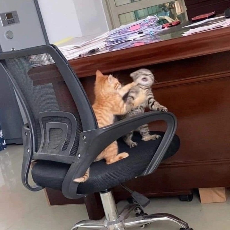 Create meme: cool cat, funny animals , a cat on a computer chair