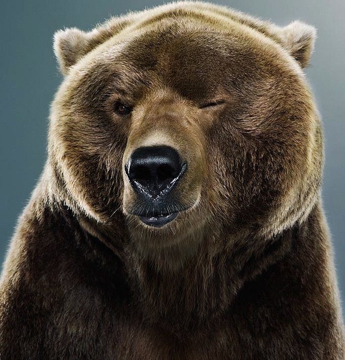 Создать мем: медведь медведь, медведь бурый, все будет хорошо прикольные