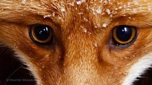 Создать мем: глаза лисы и глаза собаки, лис глаза, зрачок лисы фото