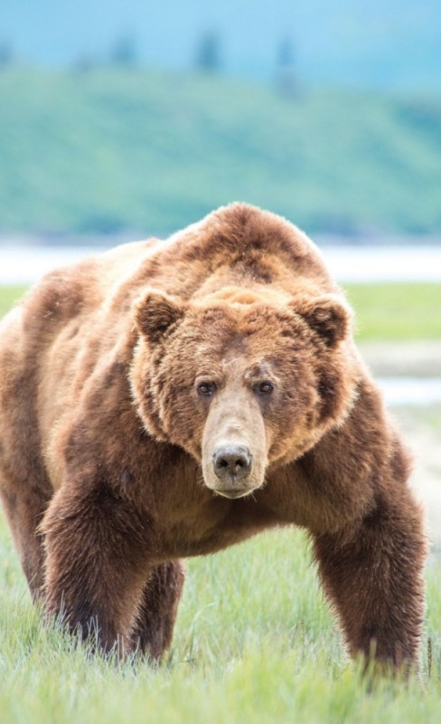 Create meme: brown bear kodiak, grizzly bear , grizzly bear big