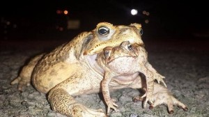 Create meme: bufo, cane toad australia, bufo bufo