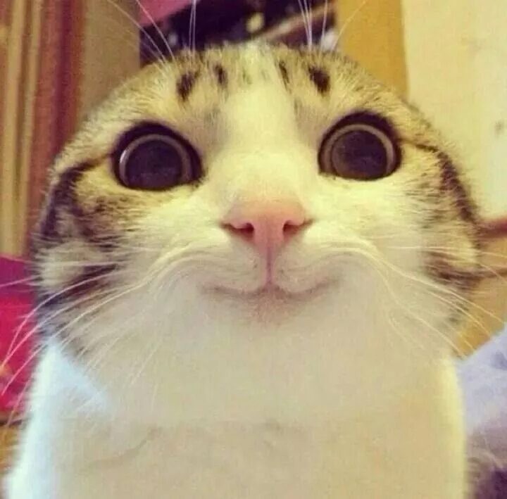 Create meme: cute cats , memes with cats , the smiling cat meme
