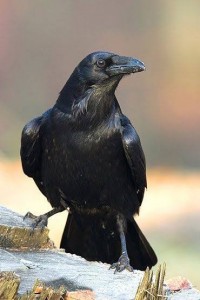 Create meme: Raven crow, Raven, bird crow