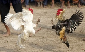 Create meme: 2 cock fighting meme, rooster, cock fight