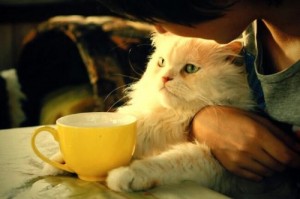Create meme: tea, cat, Tea house
