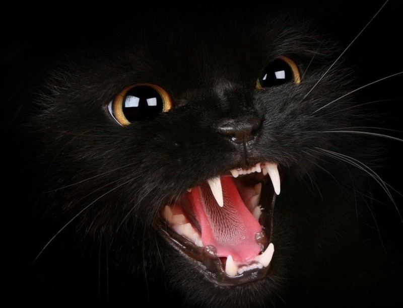 Создать мем: злая кошка, чёрная кошка, злой чёрный кот