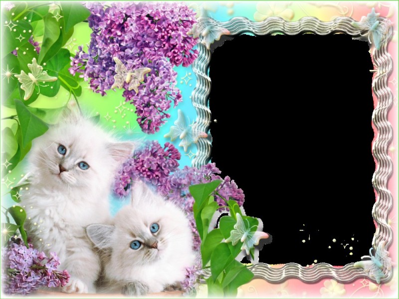 Создать мем: нюша, pixiz рамки кошка, красивые рамки с животными
