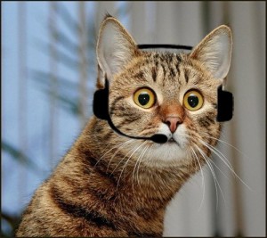 Create meme: cat operator, cat, cat operator call center