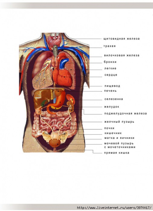 Create meme: human internal organs, human structure internal organs, location of human internal organs