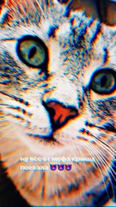 Создать мем: кошка с голубыми глазами, кот с синими глазами, голубоглазая кошка