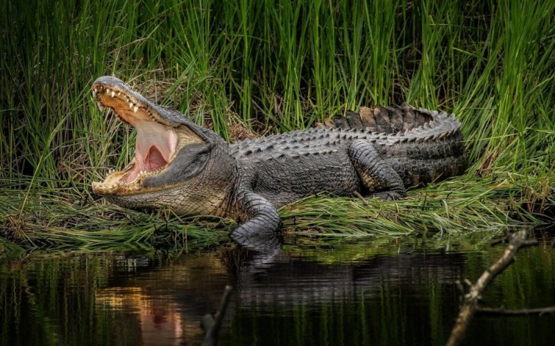 Create meme: alligator crocodile, mississippi alligator, crocodile alligator Caiman
