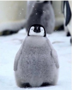 Создать мем: пингвин с пингвиненком, маленький пингвин, пингвинчики