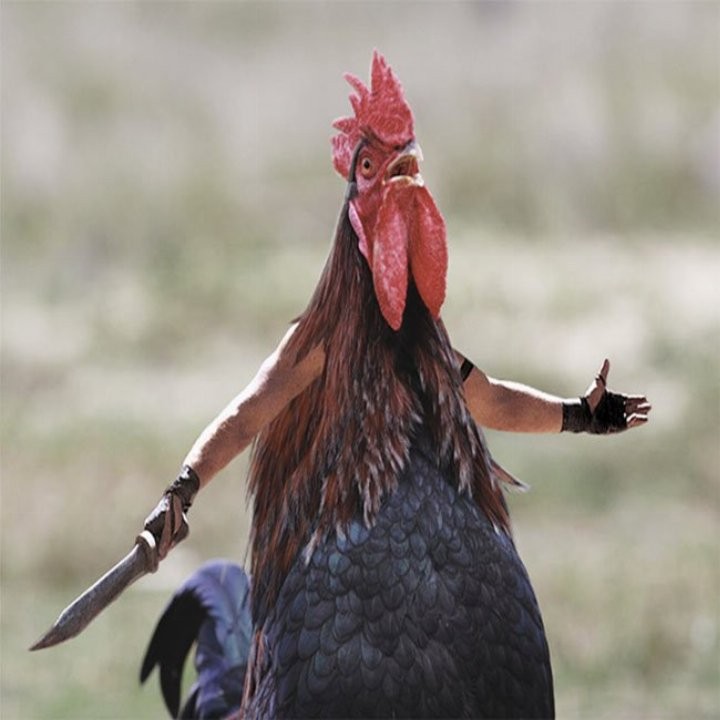 Create meme: cock with a knife, rooster , rooster bird