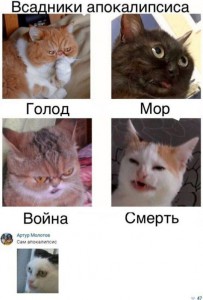 Create meme: funny comments from social, cat, cat Apocalypse meme