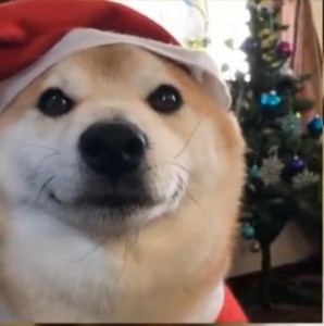 Create meme: Christmas dogs, shiba inu, shiba inu dog
