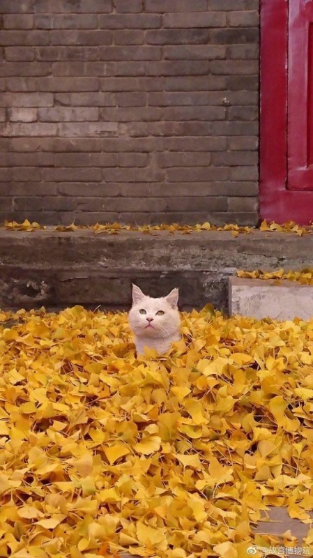 Создать мем: про осень прикольные, осенний котик, осенний кот