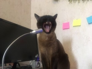 Create meme: fotoaparaty cats with an open mouth, stupid cats scary, just a cat 