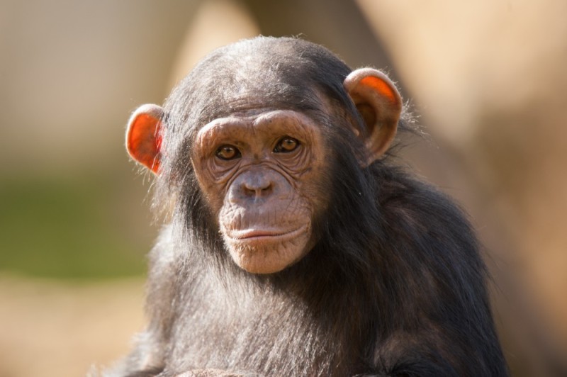 Создать мем: обезьяна чи чи, детеныш шимпанзе, шимпанзе обезьяна