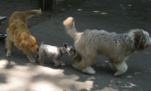 Create meme: the South Russian shepherd dog aggression, the South Russian shepherd dog, dog