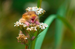 Create meme: the most funniest animal pictures, mouse baby, at the last moment