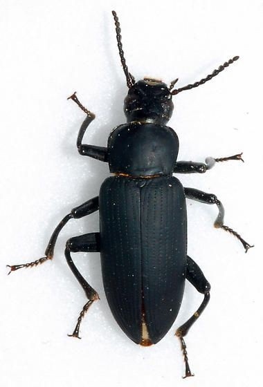 Create meme: zofobas beetle, beetle black khrushchak, beetle 