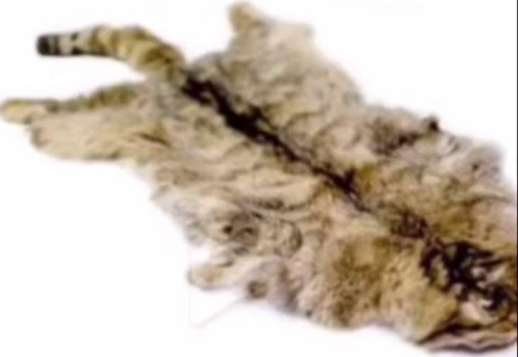 Create meme: skin , animal skins, a cat in a fur coat