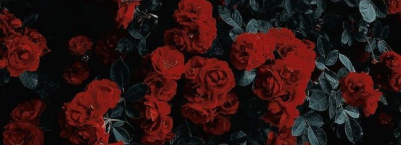 Создать мем: supreme rose wallpaper, roses are red, stellar_roses