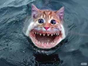 Create meme: shark teeth, shark, cat shark