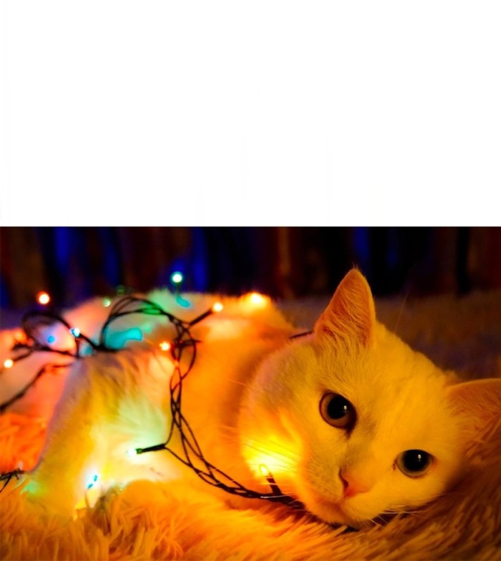 Create meme: cat in Christmas lights, a cat in a garland, garland cat