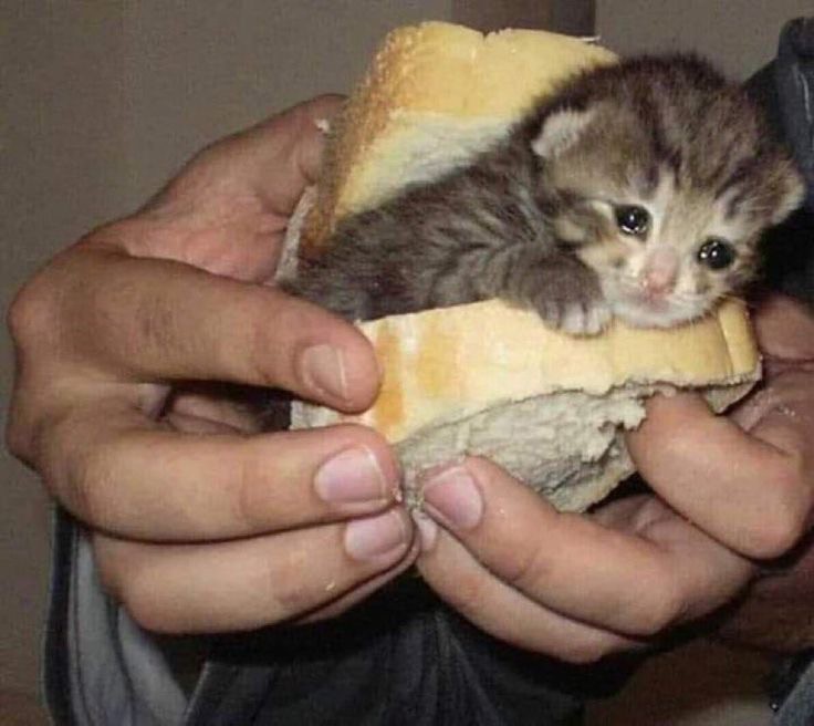 Create meme: cat sandwich, kitten in a sandwich, little cat