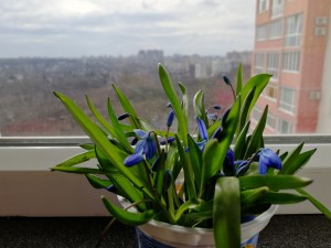 Create meme: flowers Scilla, Scilla, Scilla spring flowers