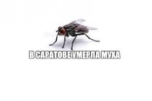 Создать мем: нажми на муху, муха насекомое, муха муха