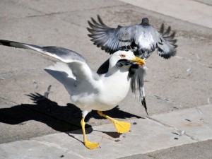 Создать мем: tern, голуби чайки, gull