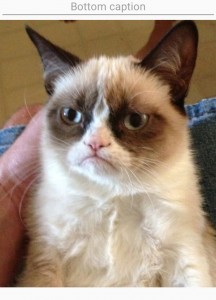 Создать мем: grumpy cat, самый грустный кот, грустный кот