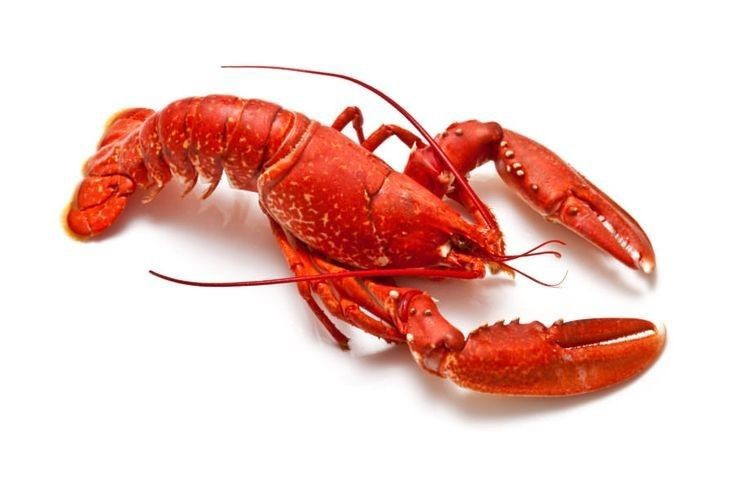 Создать мем: lobster, homarus gammarus, омар краб лобстер