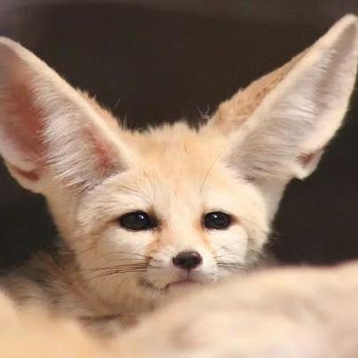 Создать мем: fennec, ушастая лиса, пустынная лиса фенек