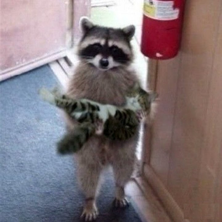Create meme: raccoon cute, raccoon with a cat, raccoons 