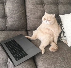 Создать мем: кот с компьютером, кошка, коты ноутбук