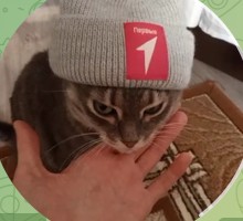 Create meme: tabby cat, the cat in the hat, cat 